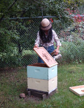 Marla Spivak inspecting honey bee colonies at the University of Minnesota.