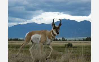 Female pronghorns select mates like this buck, through means other than male ornamentation.