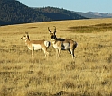 Biologists study antelope courtship at Montana's National Bison Range.