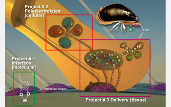 Schematic of the molecular, supramolecular and macroscopic materials delivery systems of a mussel.