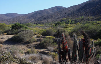 Photo of spiny shrubs in foreground, mountains in background, in Chile's Bosque de Fray Jorge Park.