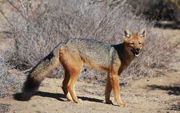 Photo of a culpeo fox.
