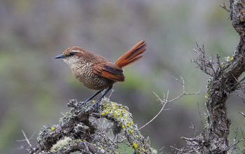 Photo of a white-throated tapaculo.