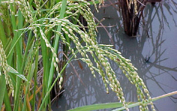 Rice plant (<em>O. sativa</em>)