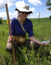 Researcher Sara Zufan measuring an Echinacea plant in an experimental garden plot