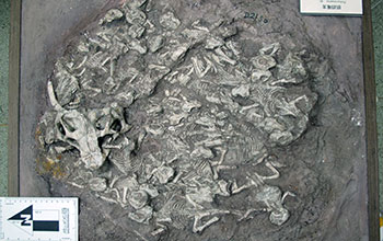 Rock slab containing remains of 24 very young dinosaurs and one older individual