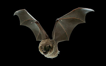 A male Jamaican fruit bat in flight
