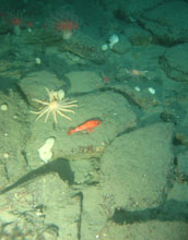 Photo of an orange fish joining invertebrates on the seafloor of the Eel River Basin in California.