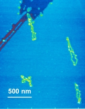 Molecules on a mica surface.