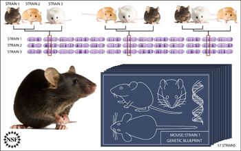 Illustration showing probable evolutionary relationships across mouse strains for various traits.
