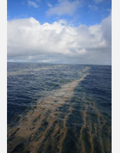 Photo showing surface accumulation of the nitrogen-fixing microbe Trichodesmium in Pacific Ocean.