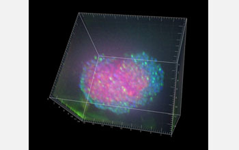 3-D fluorescence in situ hybridization (FISH) image of symbiotic microbes from the deep sea.