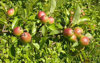 Photo of apples in a tree.
