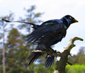 Reconstruction of a lone Microraptor in a forest.