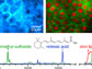 Figure showing SRS images for diffusion of retinoic acid and DMSO through skin.