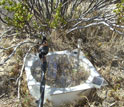 A close-up of a nitrogen measurement lid under a shrub common in the Mojave Desert.