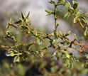 Photo showing a shrub turning a bright green after a rain in the Mohave.