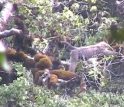 Video of highland mangabey in its native habitat
