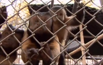 monkeys looking through fence
