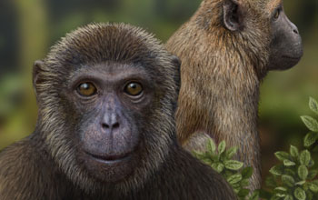 an artist's reconstruction of Rukwapithecus (front, center) and Nsungwepithecus (right).