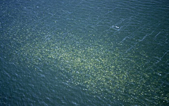 Photo of a jelly swarm.