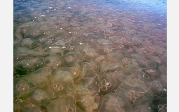 Photo of a jellyfish swarm.