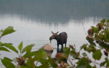 Photo of a moose in the water feeding on vegetation with shrubs in the foreground.