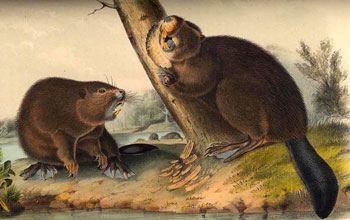 the nineteenth century painting of The American Beaver by John James Audubon.