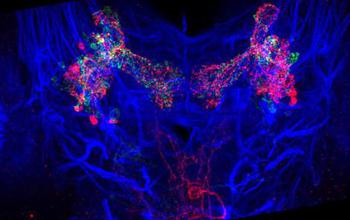 Image of fruit fly brain with nerve cells.