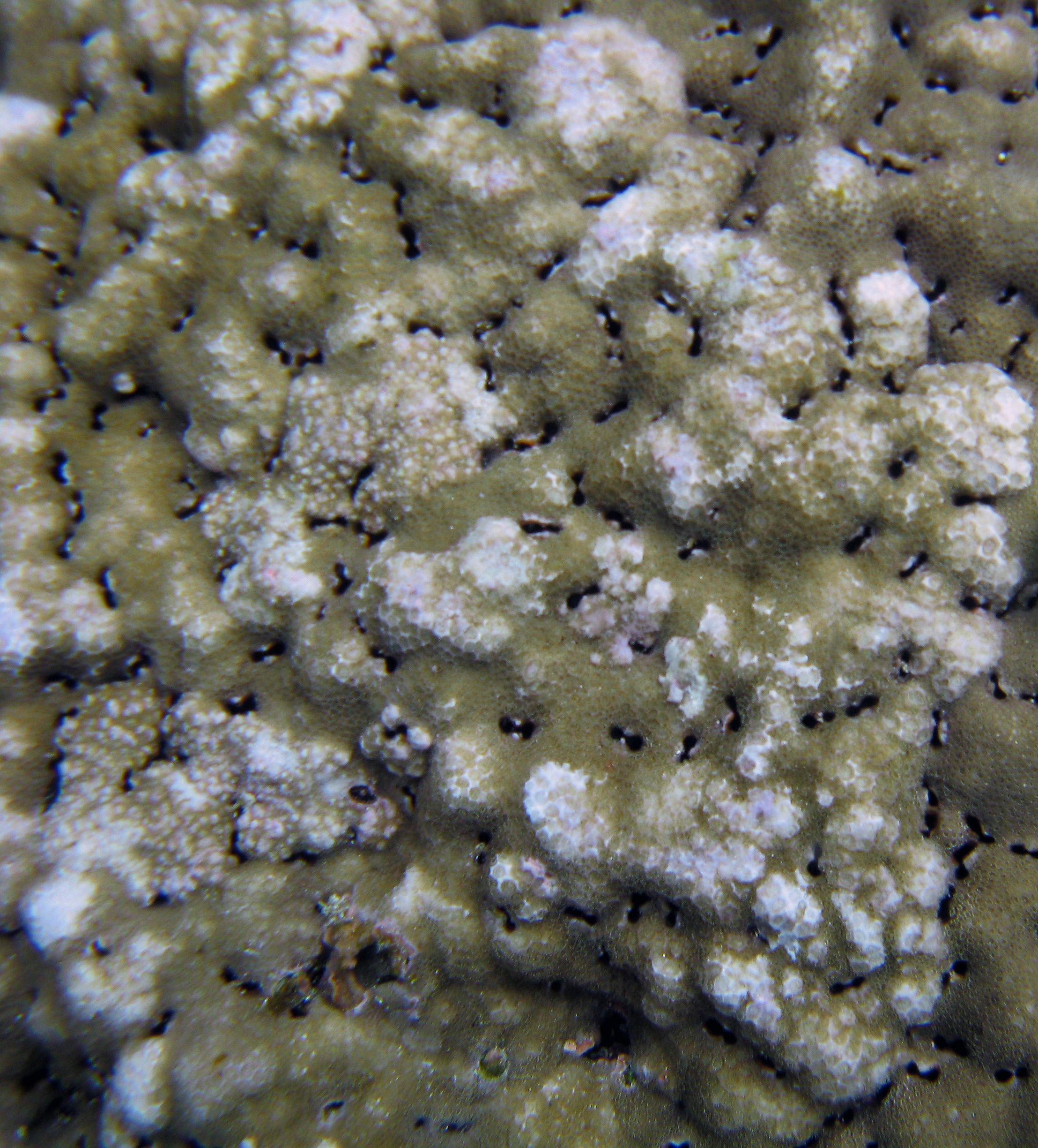 Small mussels inside the coral colony have pockmocked its surface with openings.