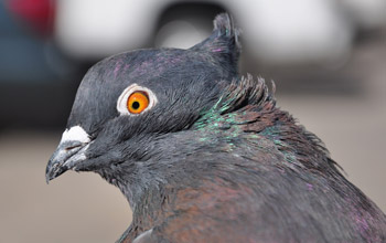 An Indian fantail with a head crest called a peak crest.