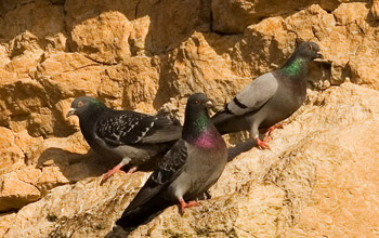 Feral rock pigeons perched on cliffs near Norfolk in the U.K.