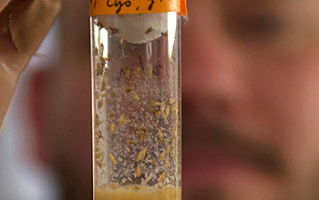 Fruit flies in a test tube