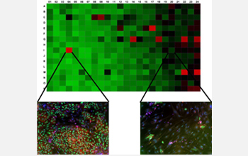 a "heat map" with increased (red) or decreased (green) stem cell growth.