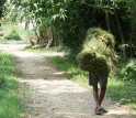 a man carrying a bundle of grasses collected in a community forest in Chitwan, Nepal.