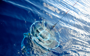 Photo of water samples in the Sargasso Sea being collected for studies of ocean acidification.