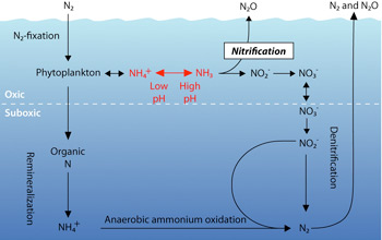 Illustration showing how nitrogen is converted into different chemical forms by microbes.