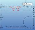 Illustration showing how nitrogen is converted into different chemical forms by microbes.