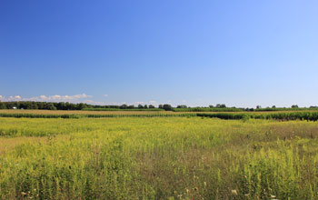 A field with trees on the horizon.