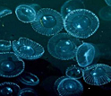 Photos and illustration of bioluminescence in a variety of marine organisms.
