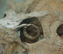 Photo showing a close-up of the eye socket and ring of the dinosaur Protoceratops.