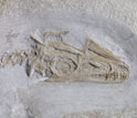 Photo showing a close-up of the skull of the nocturnal Juraventor.