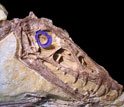 Photo of the skull of the day-active pterosaur Scaphognathus crassirostris.