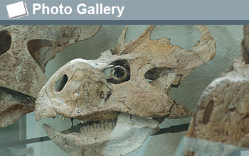 Photo of dinosaur skull and the words Photo Gallery.
