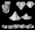 A 3D reconstruction of the upper and lower teeth of the African primate Nosmips.