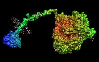 Simulation showing the conversion of biomass into ethanol by researchers from the NREL.