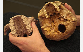 Photo of hands holding the skulls of Paranthropus boisei (left) and modern-day humans (right).
