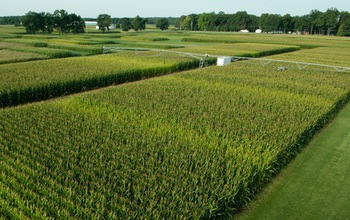 View of a Kellogg Biological Station LTER experiment to test how crops respond to nitrogen.