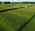 View of a Kellogg Biological Station LTER experiment to test how crops respond to nitrogen.