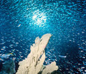 image of corals and fish swimming in the ocean
